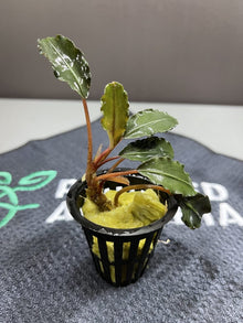 Bucephalandra Black Pink - Potted - Planted Aquaria