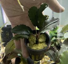 Bucephalandra Black Skull - Potted - Planted Aquaria