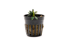 Bucephalandra Brownie Adinda - Planted Aquaria