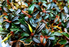 Bucephalandra Brownie Adinda - Planted Aquaria
