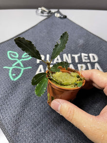 Bucephalandra Brownie Blue - Potted - Planted Aquaria