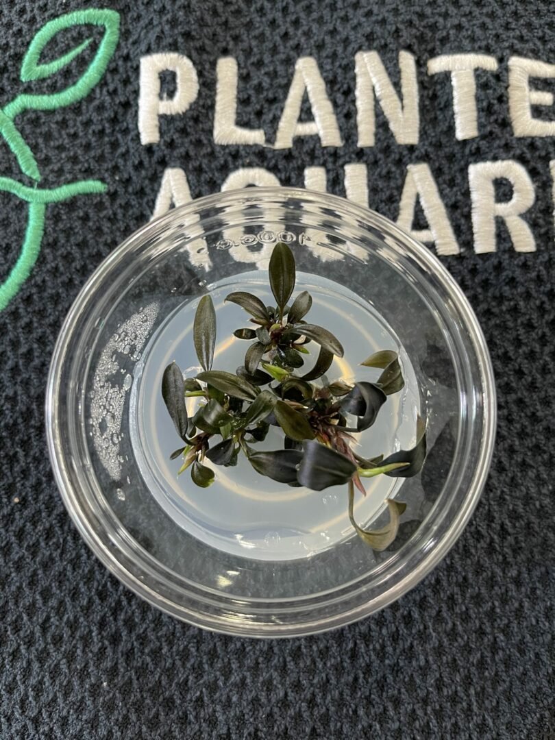 Bucephalandra Brownie Ghost Ulu Kapus - Imported TC - Planted Aquaria