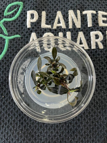 Bucephalandra Brownie Ghost Ulu Kapus - Imported TC - Planted Aquaria