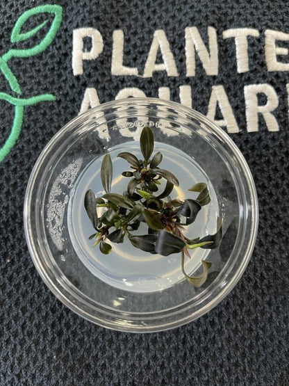 Bucephalandra Brownie Ghost Ulu Kapus - Imported TC - Planted Aquaria