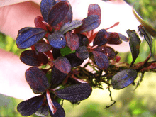 Bucephalandra Brownie Purple - Imported TC - Planted Aquaria