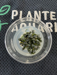 Bucephalandra Brownie Purple - Imported TC - Planted Aquaria