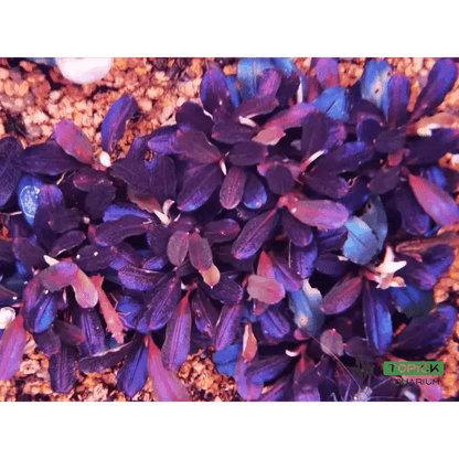 Bucephalandra Brownie Purple - Imported TC - Planted Aquaria