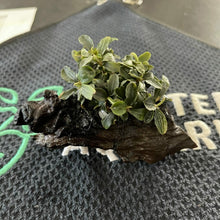 Bucephalandra Brownie Purple on Driftwood - Planted Aquaria