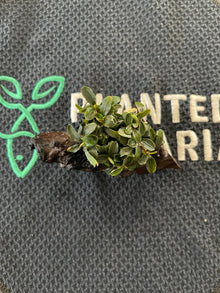 Bucephalandra Brownie Purple on Driftwood - Planted Aquaria