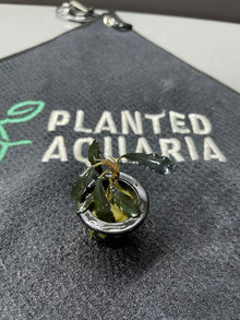Bucephalandra Brownie Red - Potted - Planted Aquaria