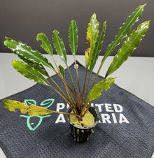Bucephalandra Chimaera - Potted - Planted Aquaria