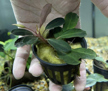Bucephalandra Dark Knight - Potted - Planted Aquaria