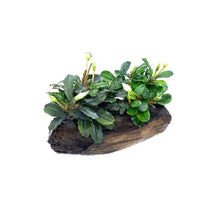Bucephalandra dwarf mix on driftwood - Potted - Planted Aquaria