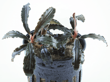 Bucephalandra Godzilla 'Kedagang Red' - Potted - Planted Aquaria