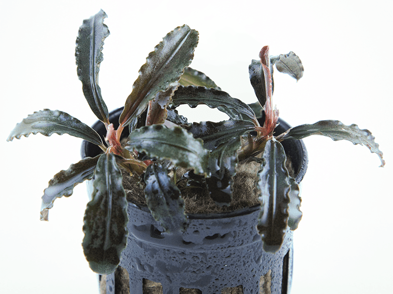 Bucephalandra Godzilla 'Kedagang Red' - Potted - Planted Aquaria