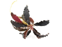 Bucephalandra Godzilla 'Kedagang Red' - Potted - Planted Aquaria