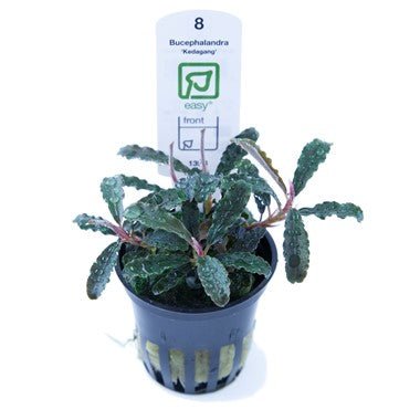 Bucephalandra 'Kedagang' - Planted Aquaria