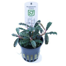 Bucephalandra 'Kedagang' - Planted Aquaria
