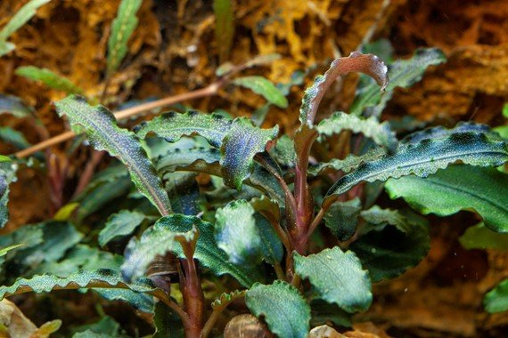 Bucephalandra 'Kedagang' - Planted Aquaria