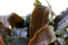 Bucephalandra 'Kedagang' - Planted Aquaria