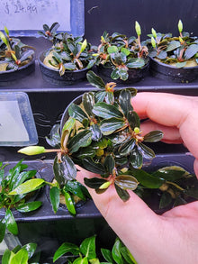 Bucephalandra kedagang mini round - Potted - Planted Aquaria