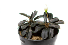 Bucephalandra kedagang mini round - Potted - Planted Aquaria