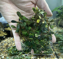 Bucephalandra Mini Black Melawi - 3" Mesh Pad - Planted Aquaria