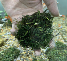 Bucephalandra Mini Kayu Lapis - 3" Mesh Pad - Planted Aquaria