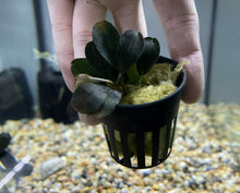 Bucephalandra Pandora Queen - Potted - Planted Aquaria
