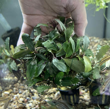 Bucephalandra Pigmea - 3" Mesh Pad - Planted Aquaria