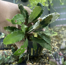 Bucephalandra Pigmea - Potted - Planted Aquaria