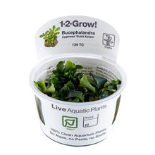Bucephalandra pygmaea 'Bukit Kelam - Tropica TC - Planted Aquaria