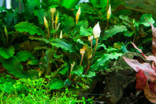 Bucephalandra pygmaea 'Bukit Kelam - Tropica TC - Planted Aquaria