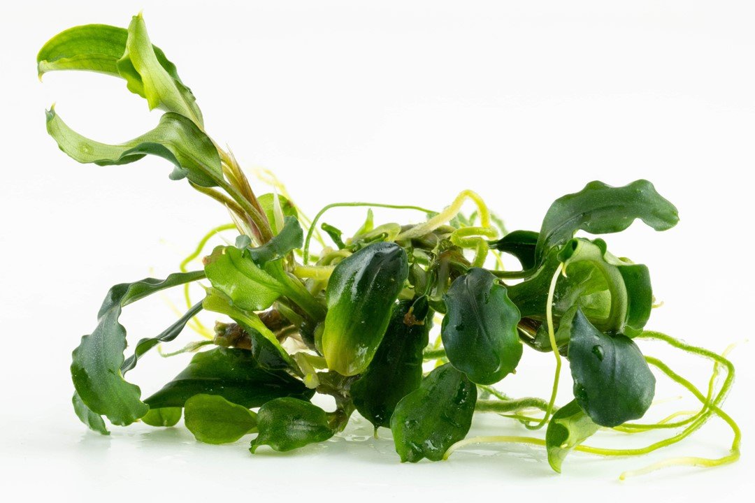 Bucephalandra pygmaea 'Bukit Kelam - Tropica TC - Planted Aquaria