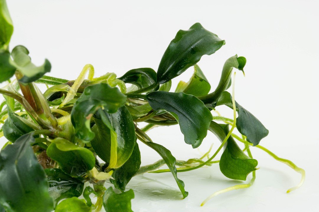 Bucephalandra pygmaea 'Bukit Kelam - Tropica TC - Planted Aquaria