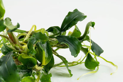 Bucephalandra pygmaea 'Bukit Kelam - Tropica TC - Planted Aquaria