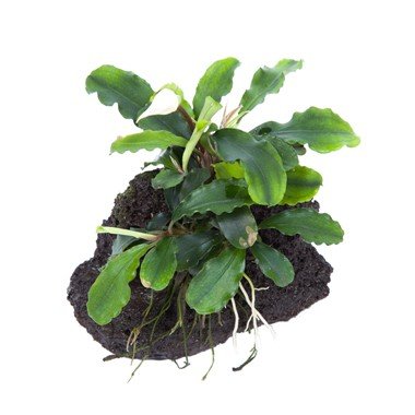Bucephalandra pygmaea 'Wavy Green' on Lava Stone - Planted Aquaria