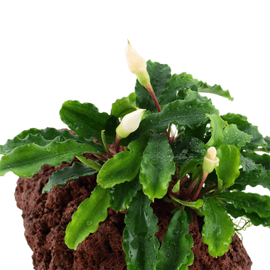 Bucephalandra pygmaea 'Wavy Green' on Lava Stone - Planted Aquaria