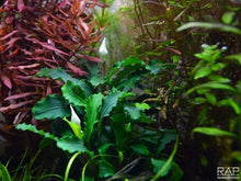 Bucephalandra pygmaea 'Wavy Green' on Lava Stone - Planted Aquaria