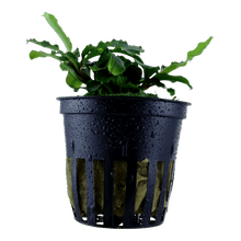 Bucephalandra pygmaea 'Wavy Green' - Potted - Planted Aquaria