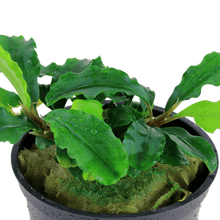 Bucephalandra pygmaea 'Wavy Green' - Potted - Planted Aquaria