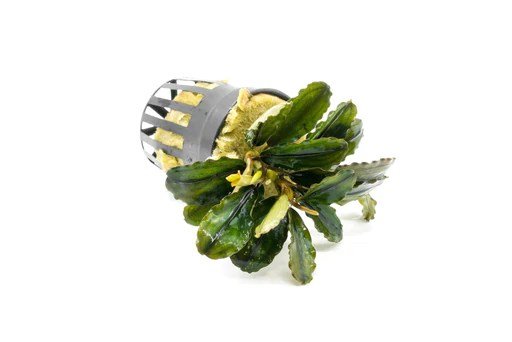 Bucephalandra Rainbow Marble - Potted - Planted Aquaria