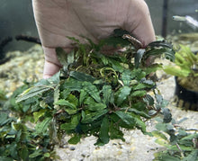Bucephalandra Red Sword - 3" Mesh Pad - Planted Aquaria