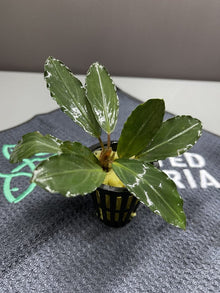 Bucephalandra Silver Grey - Potted - Planted Aquaria
