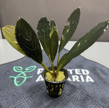 Bucephalandra Skeleton King - Potted - Planted Aquaria