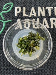 Bucephalandra sp. Batang Kawa - Imported TC - Planted Aquaria
