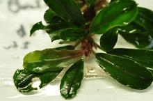 Bucephalandra sp. Batang Kawa - Imported TC - Planted Aquaria