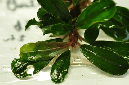 Bucephalandra sp. Batang Kawa - Imported TC - Planted Aquaria