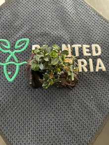 Bucephalandra sp. Batang Kawa on Driftwood - Planted Aquaria