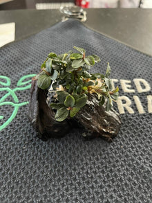 Bucephalandra sp. Batang Kawa on Driftwood - Planted Aquaria